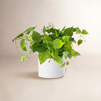 14" Pothos Plant in Pot