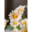 Arrangement de marguerites-1674913854