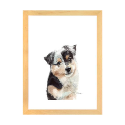 " Australian Shepherd Puppy "