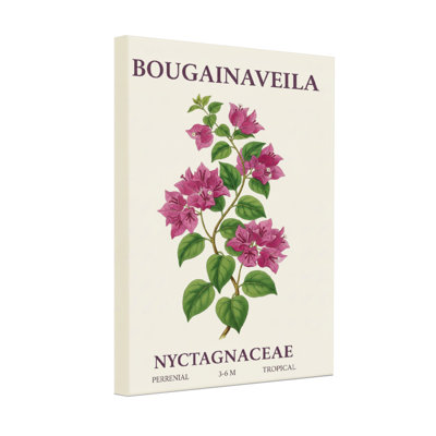 Plantes et fleurs, impression d'art botanique de bougainvilliers