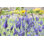 Lavande à fleurs mauves