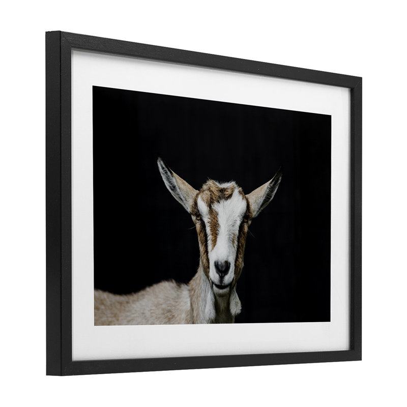 «Goat Face over Black», reproduction encadrée sous verre, design par Amy Carroll, H 14 po x l 20 po, Cadre noir minuit