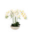 65cm Plant