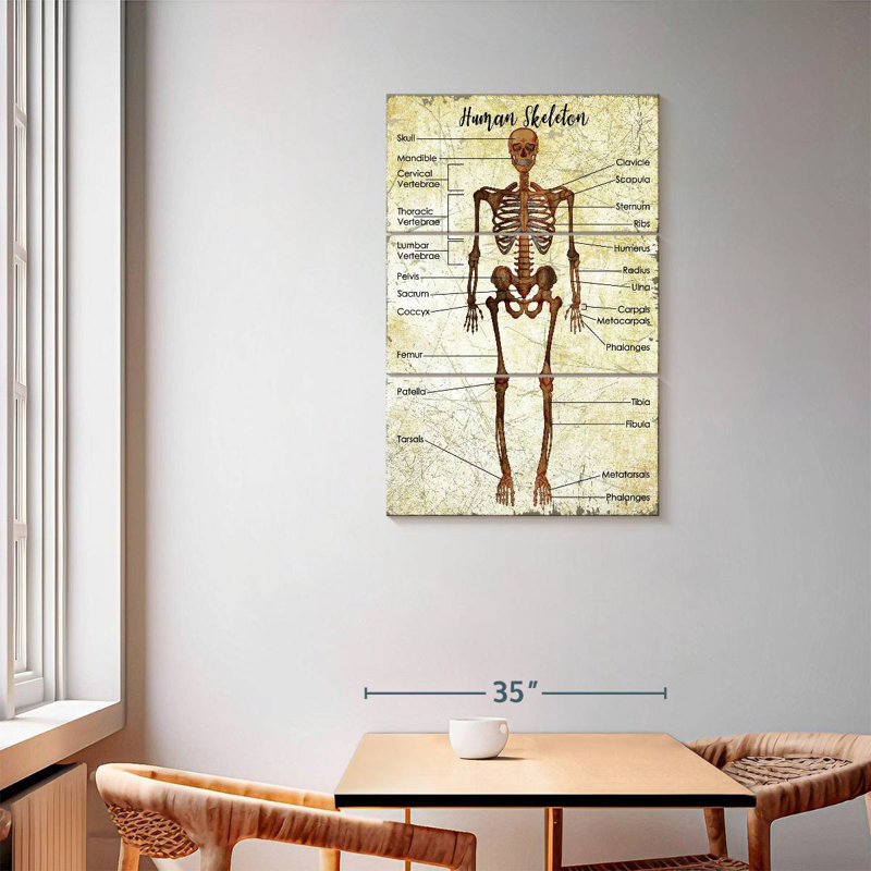 Keiri Human Skeleton Chart, 57" H x 36" W