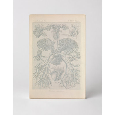 Kunstformen der Natur, Tafel 52 – Nudibranchia (1904) — Portrait Canvas Wall Art
