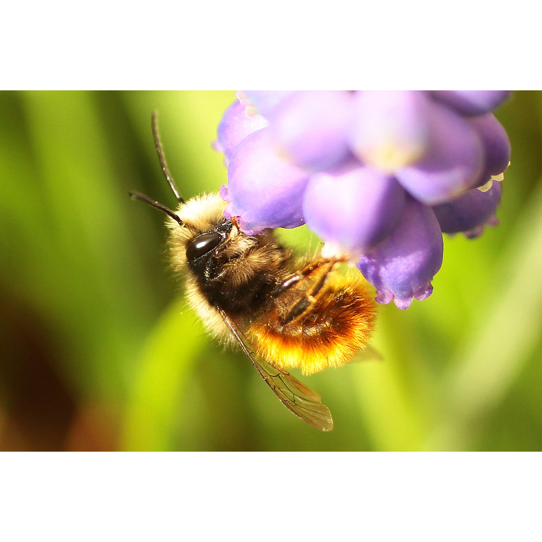 Osmia Cornifrons von DE1967 - Kunstdrucke auf Leinwand