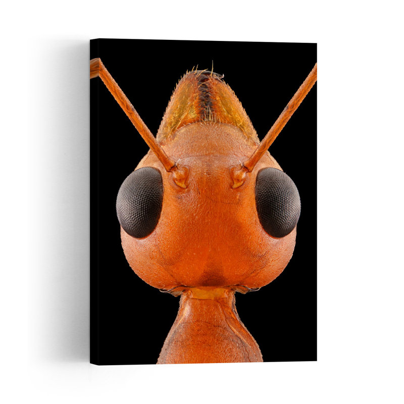 Striking Ant Close-Up Contemporary Ant Wall Art Print by Edy Pamungkas - Print, 91.44cm H x 60.96cm W