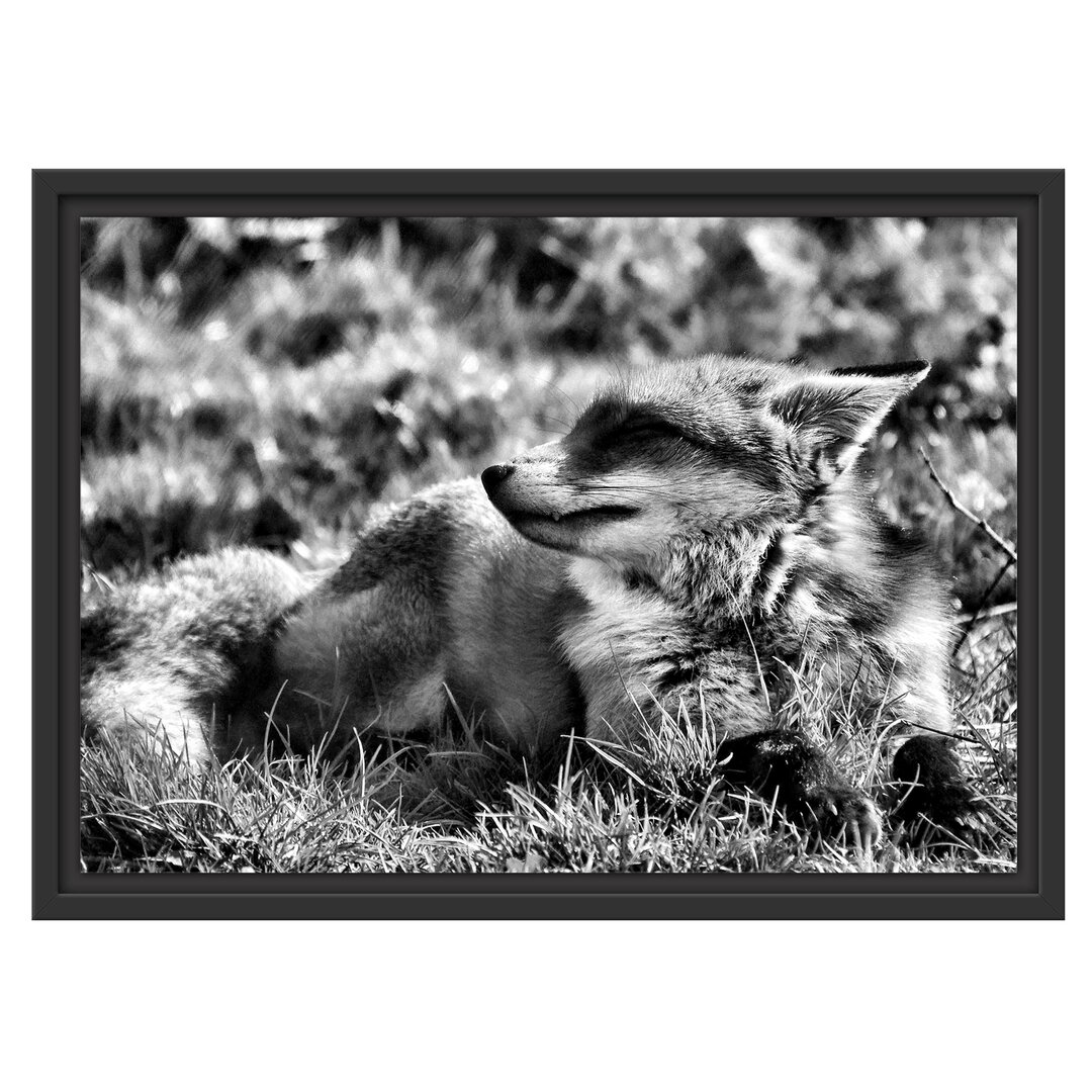 Gerahmtes Wandbild Kleiner Fuchs auf Wiese