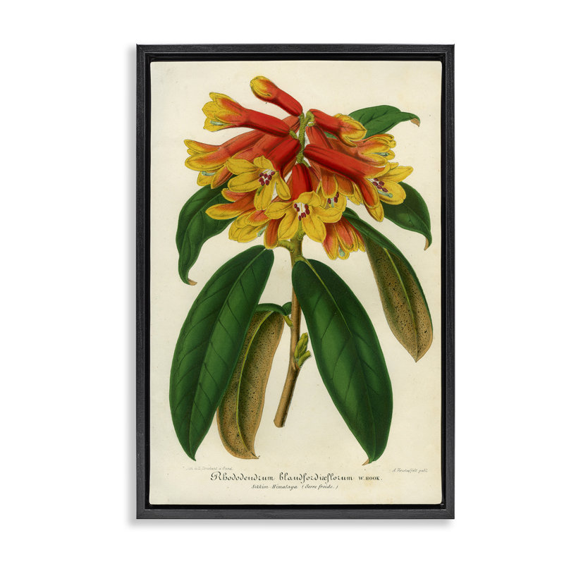 Cadre flottant orange rhododendron jaune, design par Print Collection, Cadre flottant noir de jais, H 25 po x l 17 po