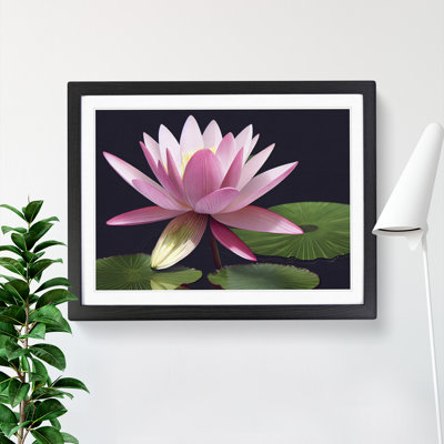 Bold Water Lily Flower - Single Picture Frame Print