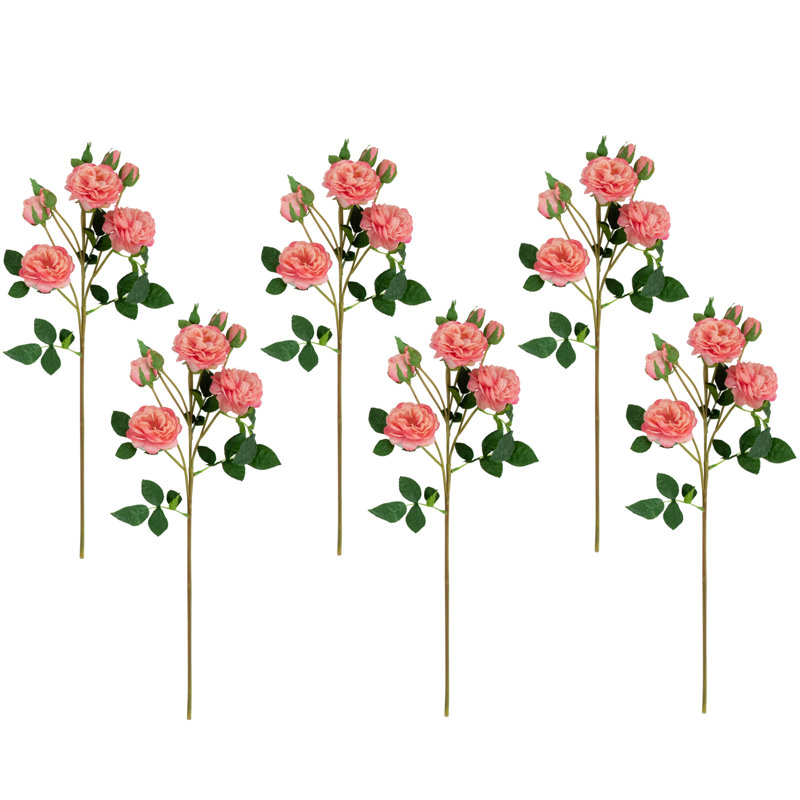Jets de roses, Rose