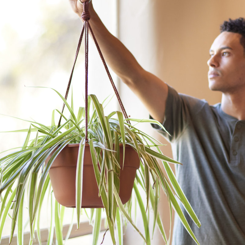  Dura Cotta 6.8 in. H X 12.5 in. W X 12.4 in. D Resin Hanging Basket Terracotta, 6.75" H x 12.5" W x 12.5" D, Terra Cotta