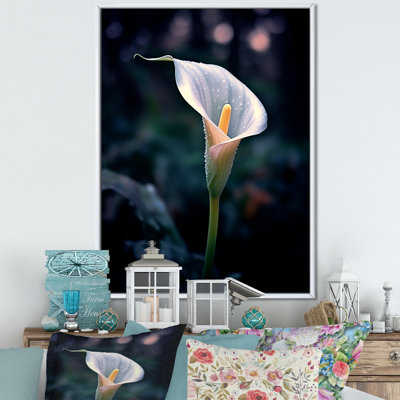 " Calla Lily Moonlight Magic "