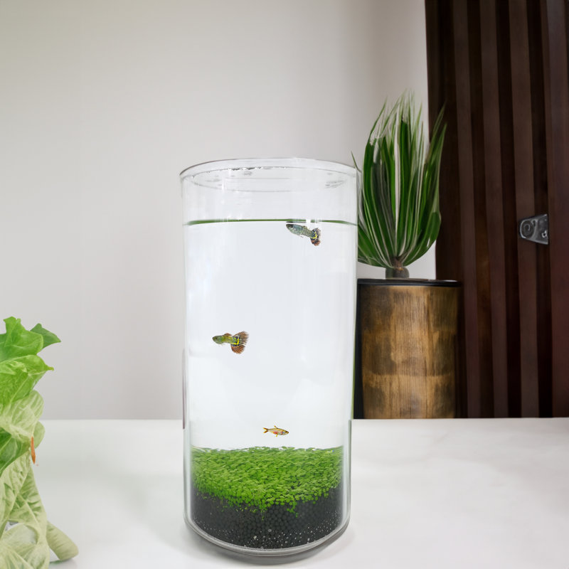 Eco-Container Sealable Acrylic Cylinder Aquarrium Terrarium