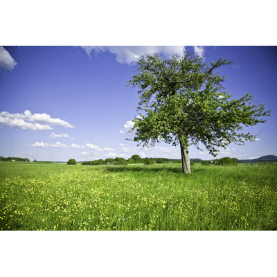 Beautiful Summer Landscape by Mlenny