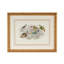 Finch Bunting And Wrens Print