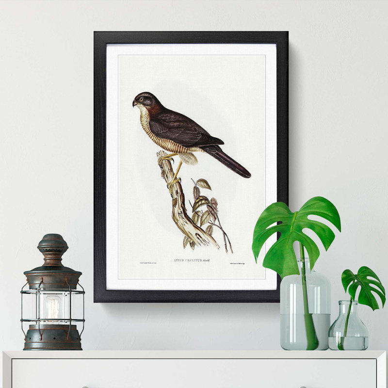 West Australian Goshawk by Elizabeth Gould - Framed Print, 65cm H x 48cm W x 2cm D, Black Framed