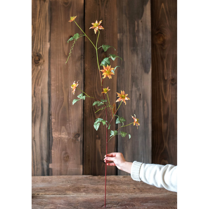 Tige de clematis allemande, Orange