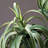 Faux Potted Aloe Tree-32810567