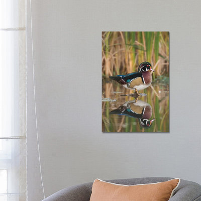 Wood Duck Male in Breeding Plumage, Lapeer State Game Area, Michigan 1 Piece Wrapped Canvas Wall Art
