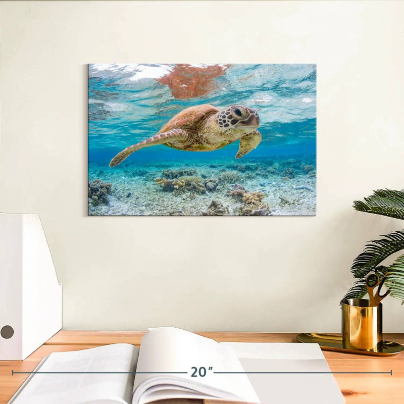 Brampt des îles Galapagos, tortue, H 8 po x l 12 po