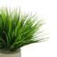 Vanilla Grass Arranged In A Fiberstone Pot