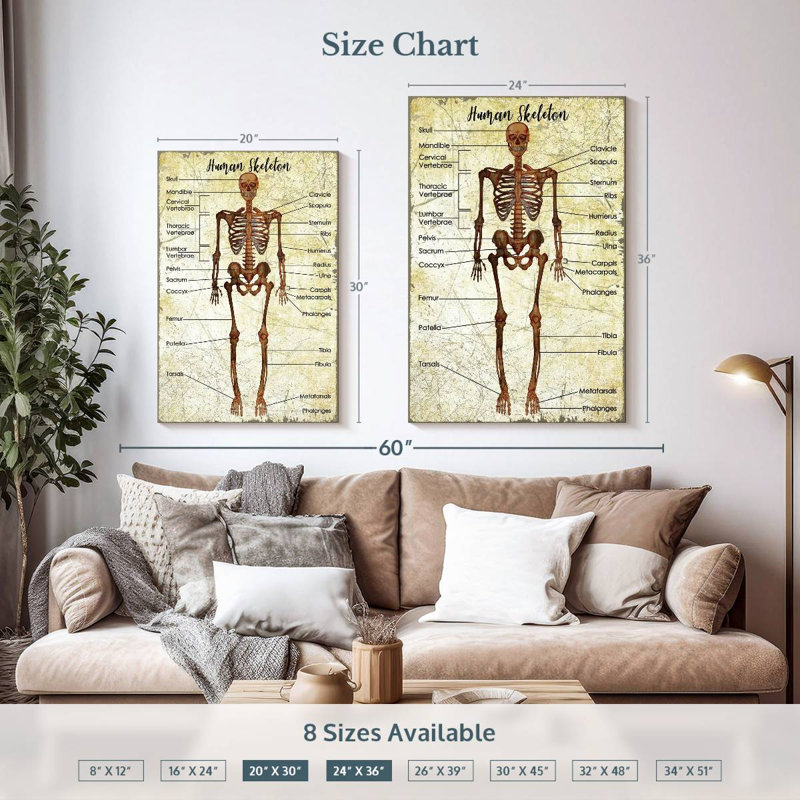 Keiri Human Skeleton Chart, 36" H x 24" W