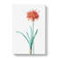 Guernsey Lily Flower by Pierre-Joseph Redoute - Wrapped Canvas Painting-55359943