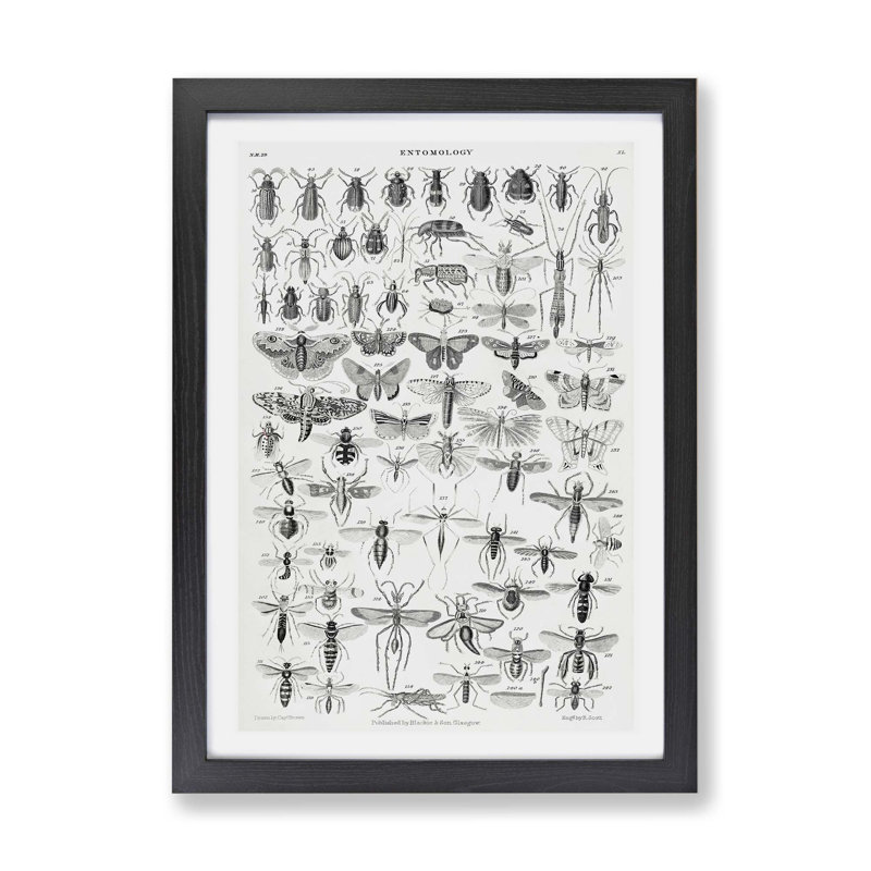 Study Of Insects XL by Oliver Goldsmith - Single Picture Frame Print, 45cm H x 63cm W x 2cm D, Black