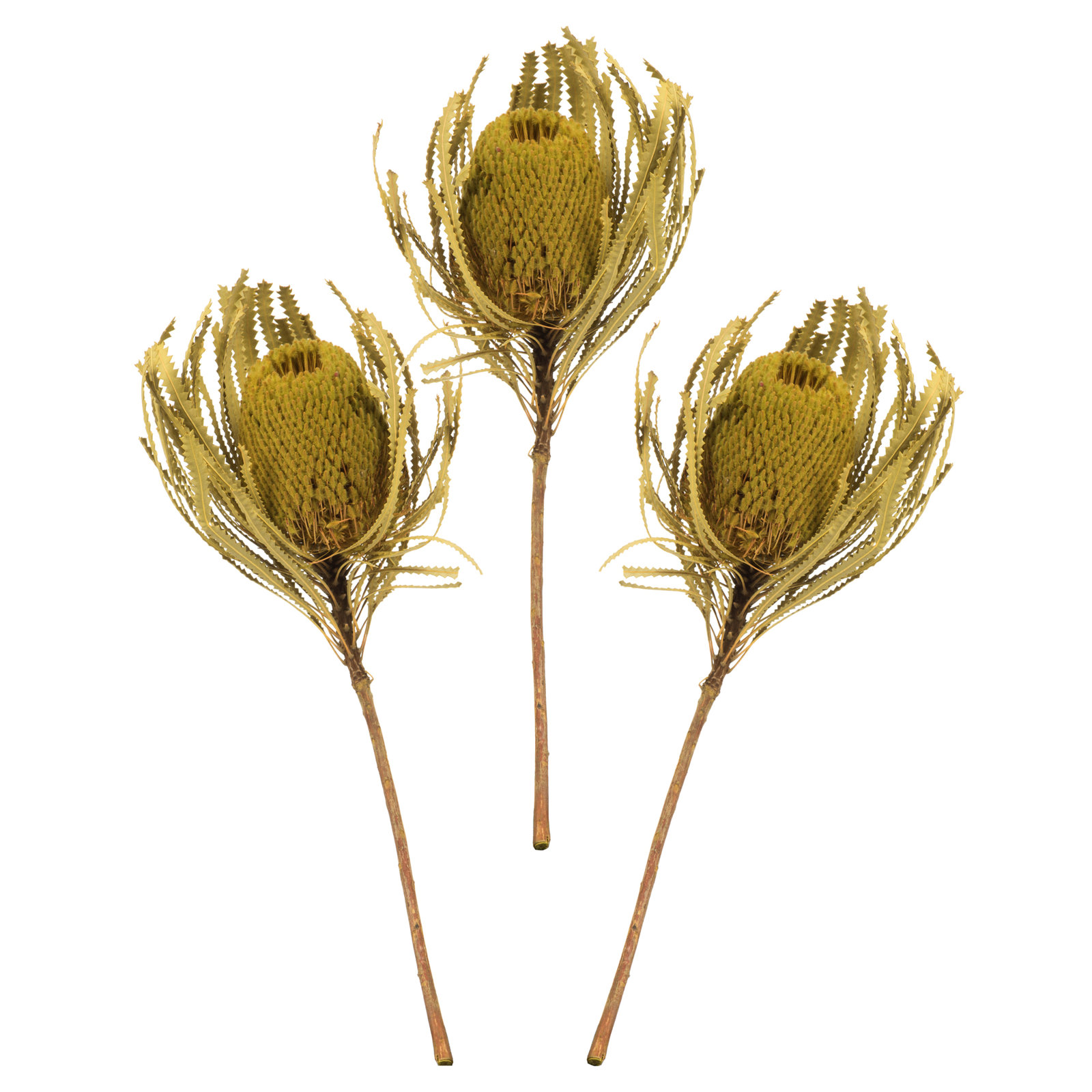 12" Jumbo Banksia Flower with Stem Dried, Basil