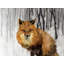 Snowy Fox Painting by Beverly Fuller-25707281-25707286