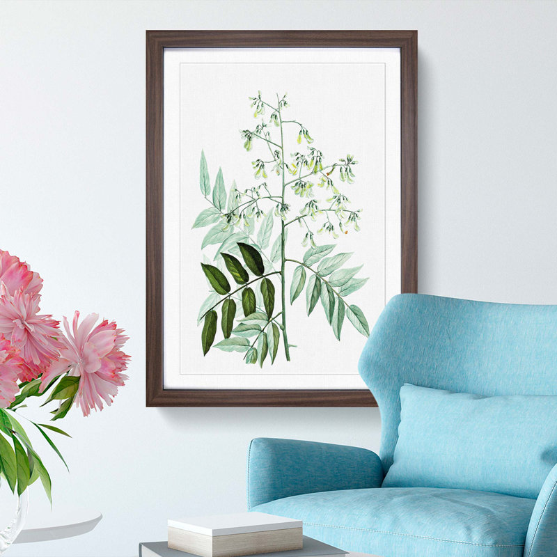 Japanese Pagoda Tree by Pierre-Joseph Redoute - Picture Frame Graphic Art Print, Walnut Framed, 48cm H x 36cm W x 2cm D