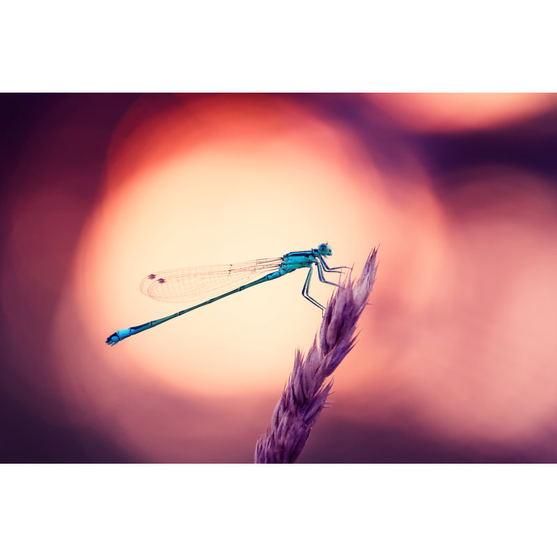 Bairn Beautiful Insect - Wrapped Canvas Print, 30cm H x 46cm W x 3.8cm D