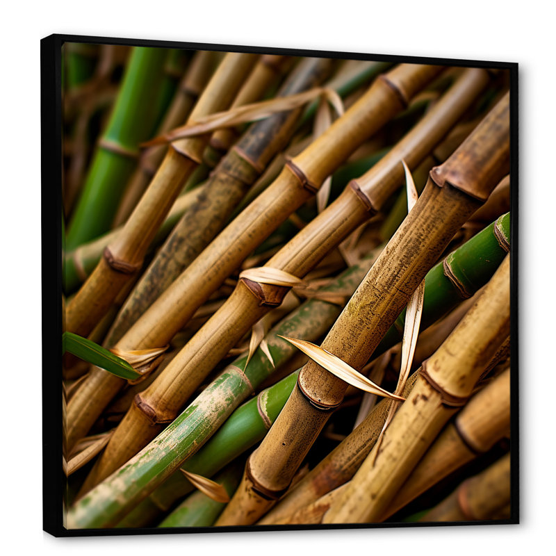 " Bamboo Field Close Up I ", Black Floater Framed, 30" H x 30" W x 1" D
