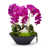 Fuchsia is out of stock selected