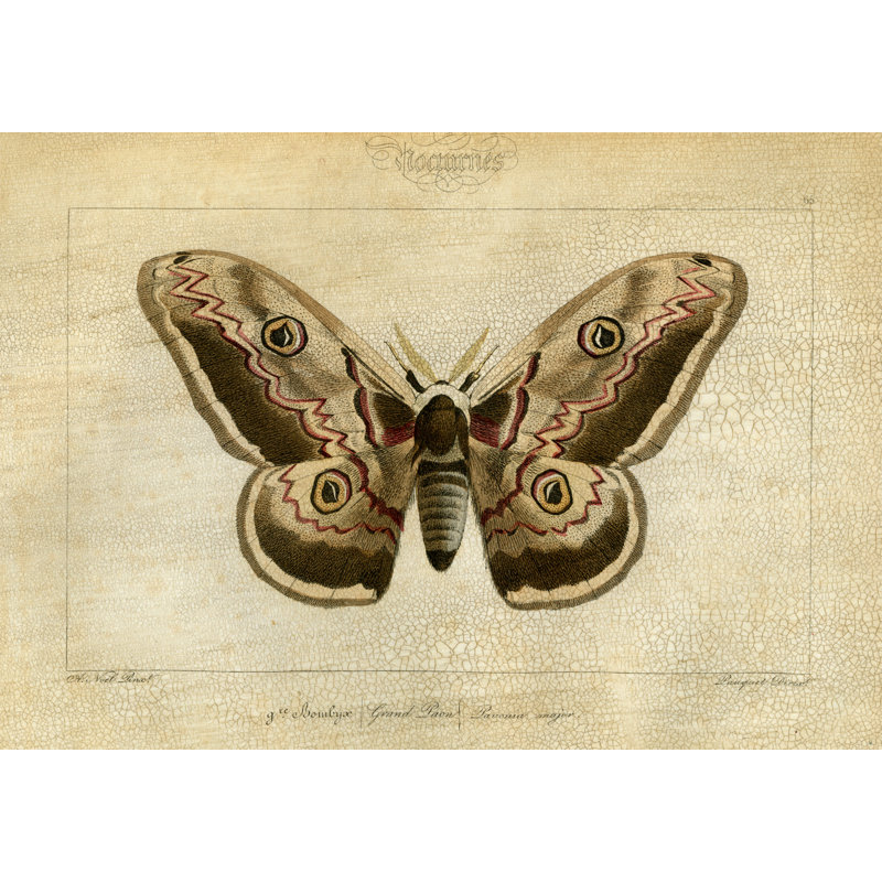 Crackled Canvas Moth II Print