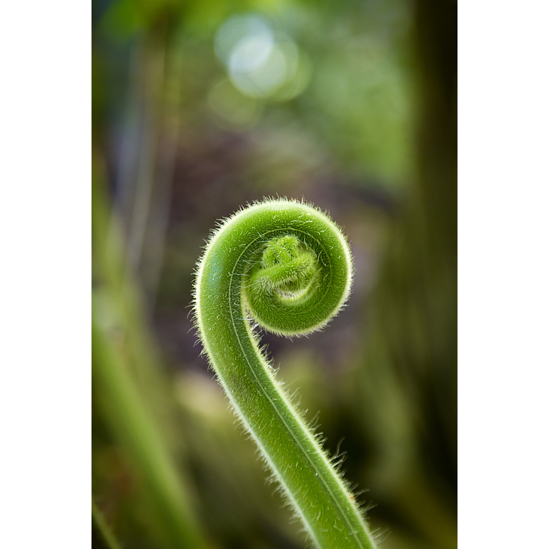 Closeup Of A Sprout - Wrapped Canvas Print