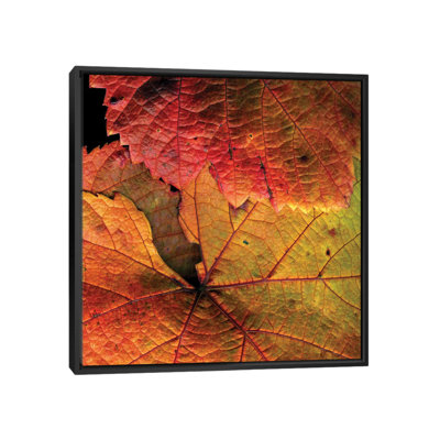 «Vine Leaves», reproduction de photo sur toile tendue