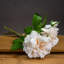 Anastasija Arrangement