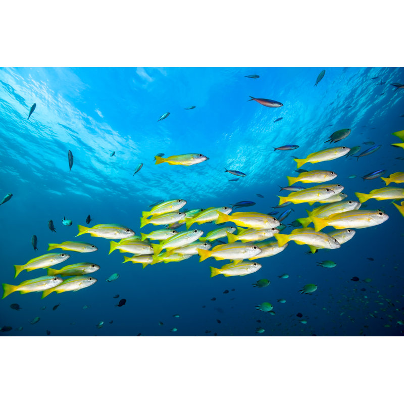 Bigeye Snapper by Ifish - Wrapped Canvas Print, 30cm H x 46cm W x 3.8cm D