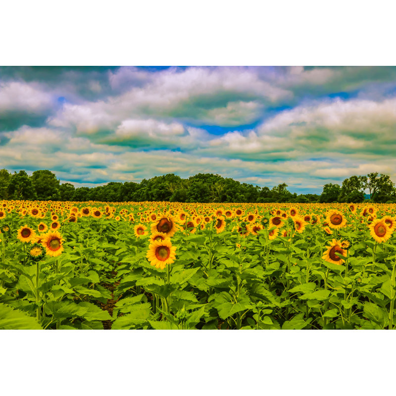 Sunflower Field In Brimfield par - Photographie de toile tendue, L 12 po x H 8 po