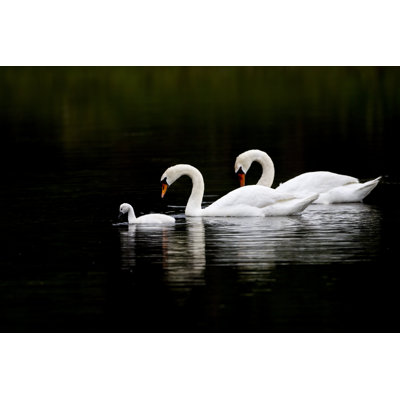 Swan Serenity - Wrapped Canvas Print