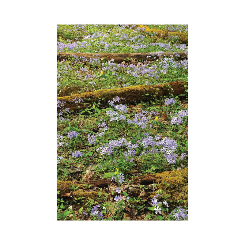 Springtime In The Woods by Brian Wolf - Wrapped Canvas Print