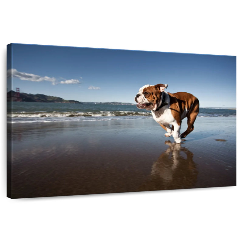 Brampt Dog Beach Run