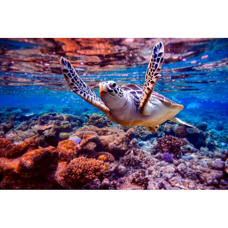 Sea Turtle Swims - Wrapped Canvas Print, 51cm H x 76cm W x 3.8cm D