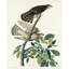 Art sur toile tendu Lark Manor ™, Audubon, John James 53560-383703972