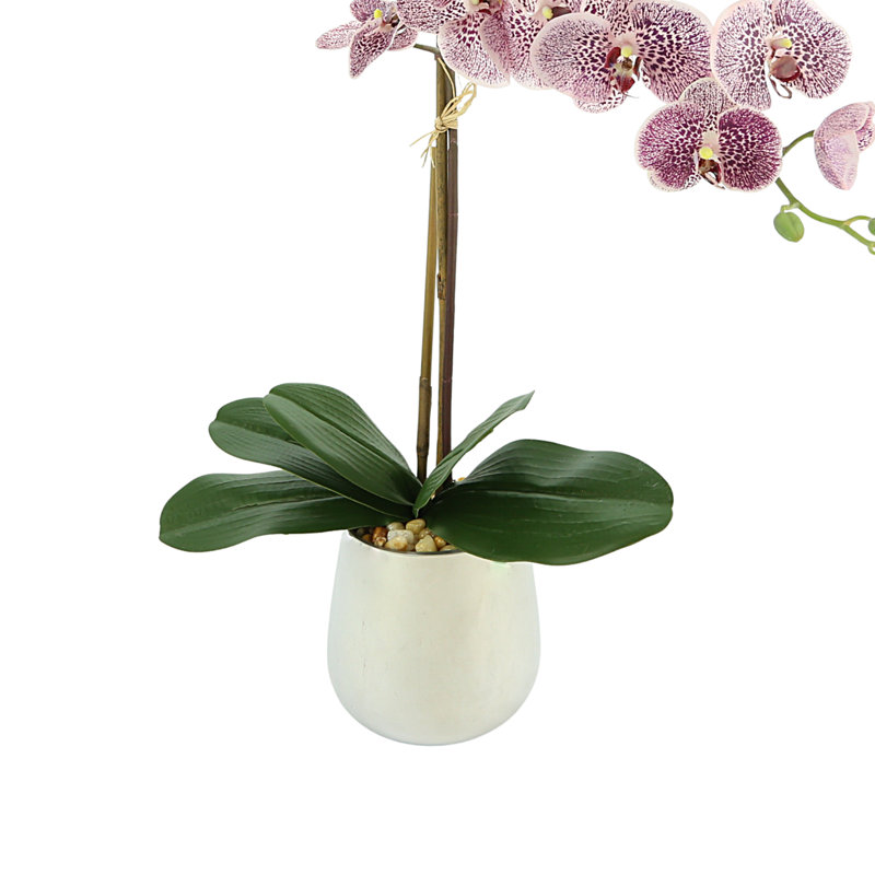 Orchid In A Silver Vase