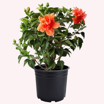 Flowering American Plant Exchange Hibiscus Double Peach Bloom, Large Tropical Live Plant, 10-Inch Pot, Landscape & Houseplant W/ Direct Light