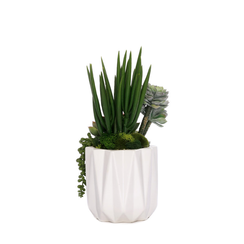 Succulent in Pot