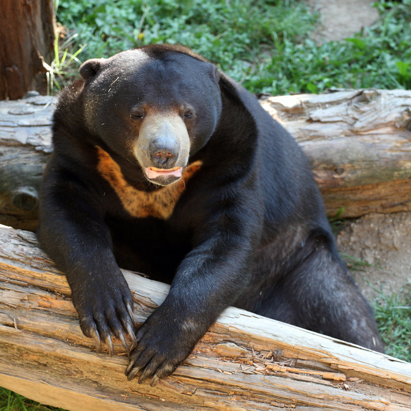 Sun Bear by Loflo69 - Wrapped Canvas Print, 76cm H x 76cm W x 3.8cm D